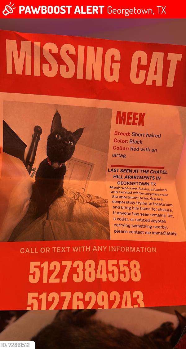 Lost Male Cat last seen Chapel Hill apmts, Georgetown, TX 78626