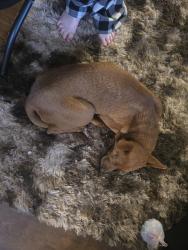 Found/Stray Female Dog last seen N Reilly Rd near Foodlion , Fayetteville, NC 28303