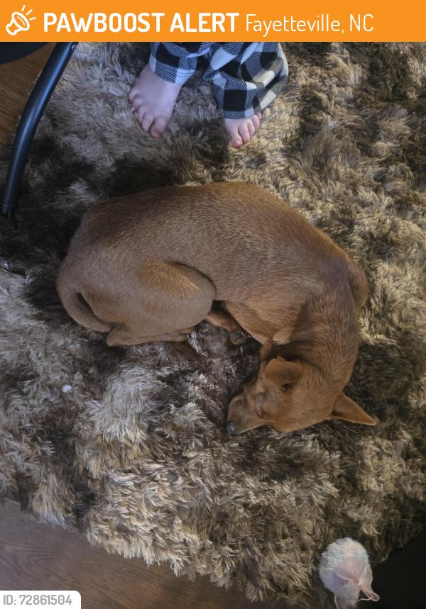 Found/Stray Female Dog last seen N Reilly Rd near Foodlion , Fayetteville, NC 28303