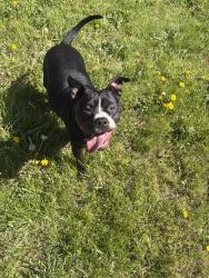 Lost Female Dog last seen Government and miles, Hayden, ID 83835