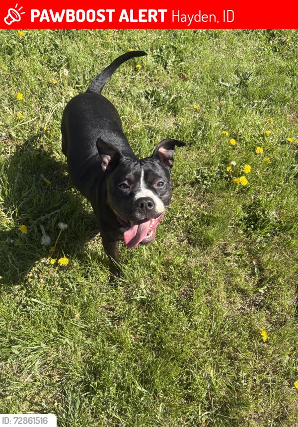 Lost Female Dog last seen Government and miles, Hayden, ID 83835