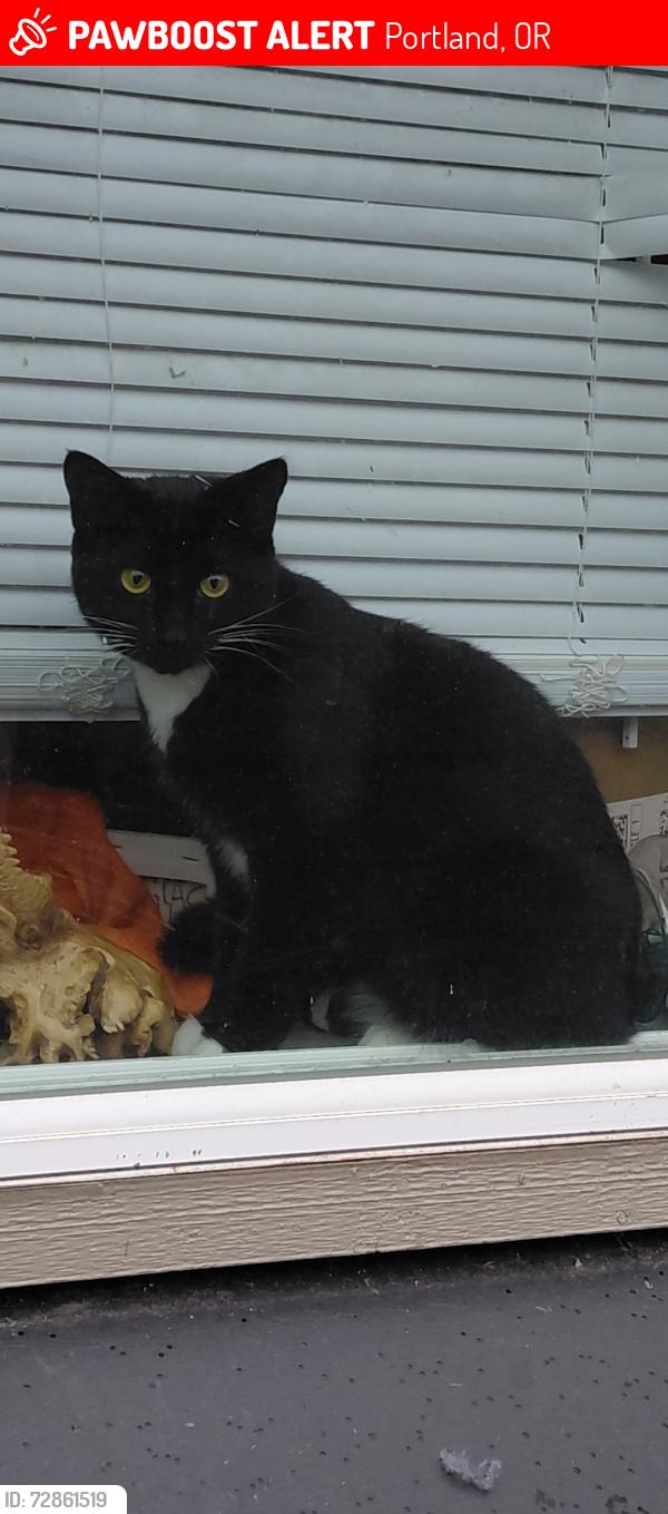Lost Female Cat last seen 92nd & Flavel, Portland, OR 97266