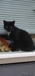 Lost Female Cat last seen 92nd & Flavel, Portland, OR 97266