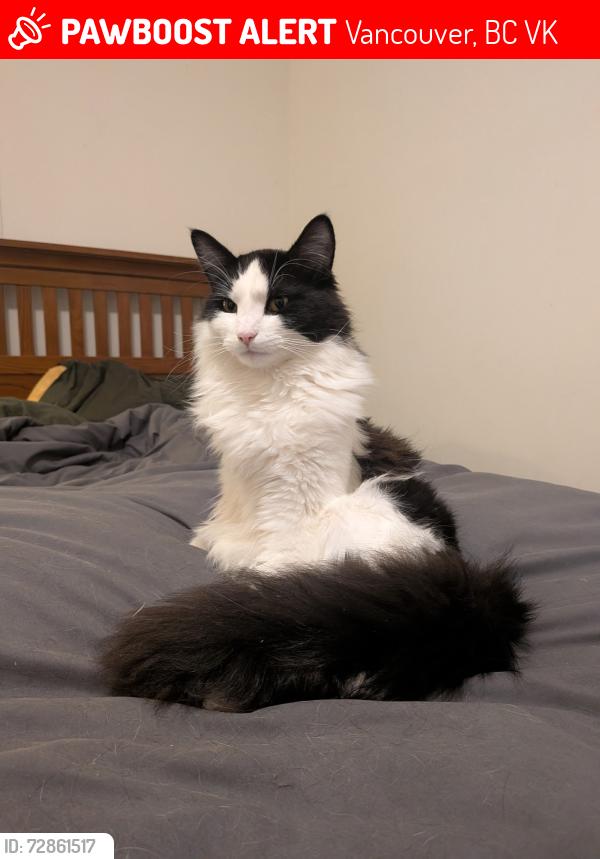 Lost Male Cat last seen Oxford Street Across from Pacific coliseum, Vancouver, BC V5K
