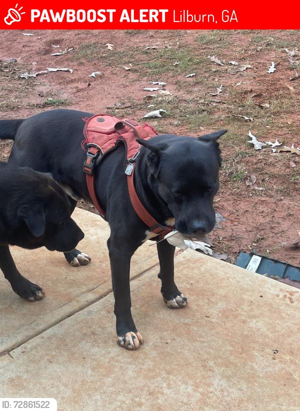 Lost Male Dog last seen Laurel Ln NW, Lilburn, GA 30047