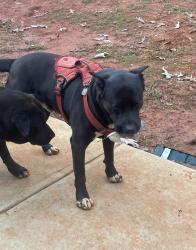 Lost Male Dog last seen Laurel Ln NW, Lilburn, GA 30047