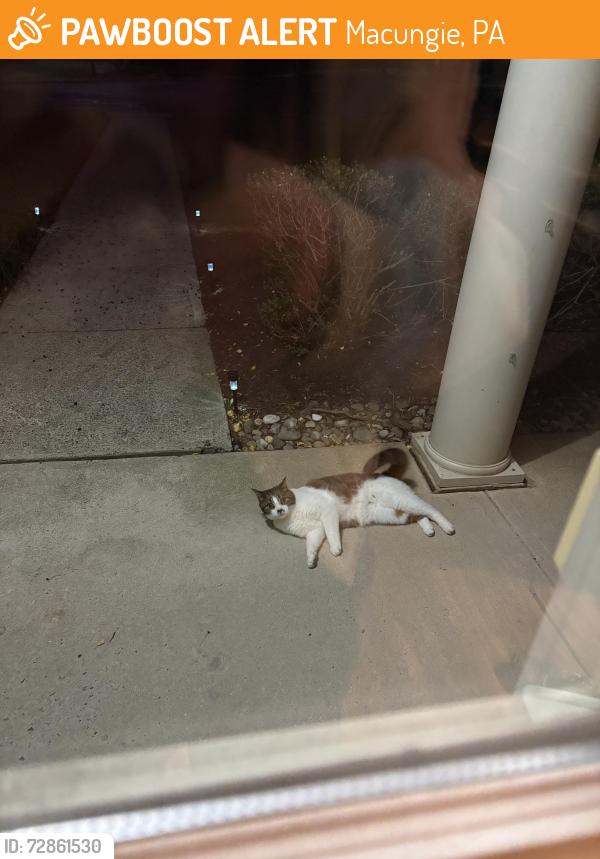 Found/Stray Unknown Cat last seen Near Hauser road, Macungie, PA 18062