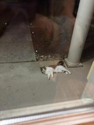 Found/Stray Unknown Cat last seen Near Hauser road, Macungie, PA 18062