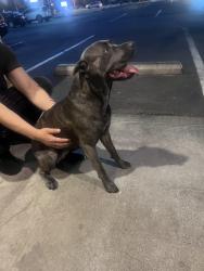 Found/Stray Female Dog last seen Near Pizza Hut , Las Vegas, NV 89183