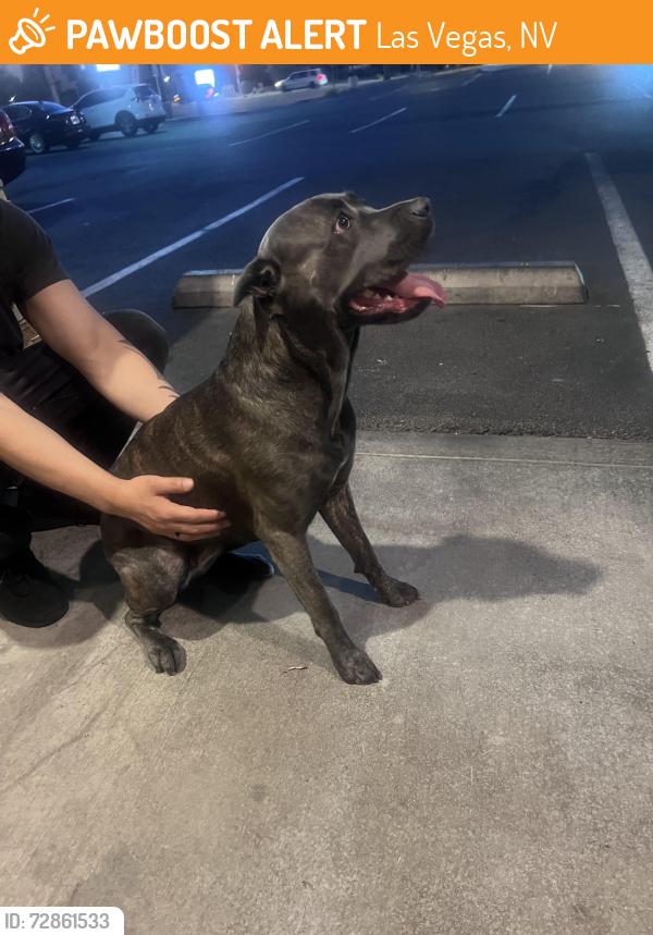 Found/Stray Female Dog last seen Near Pizza Hut , Las Vegas, NV 89183