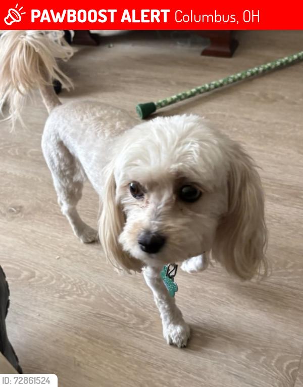 Lost Female Dog last seen Columbus Jewish Community Center/Wexner Heritage Village, Columbus, OH 43209