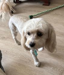 Lost Female Dog last seen Columbus Jewish Community Center/Wexner Heritage Village, Columbus, OH 43209