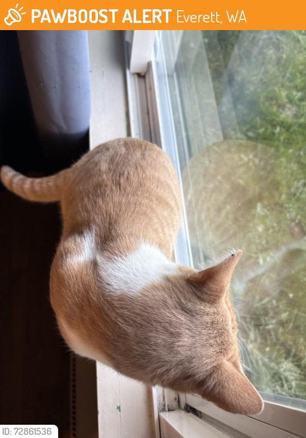 Found/Stray Unknown Cat last seen Holly Drive, Everett, WA 98204