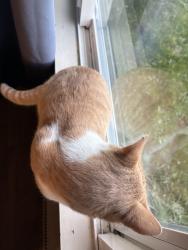 Found/Stray Unknown Cat last seen Holly Drive, Everett, WA 98204