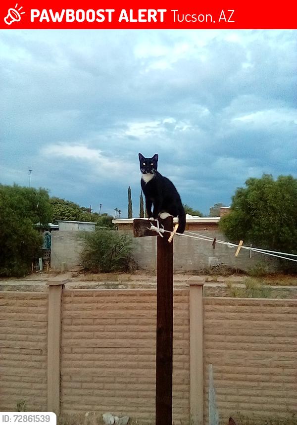 Lost Male Cat last seen Speedway and Camino seco , Tucson, AZ 85715