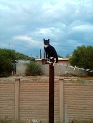 Lost Male Cat last seen Speedway and Camino seco , Tucson, AZ 85715