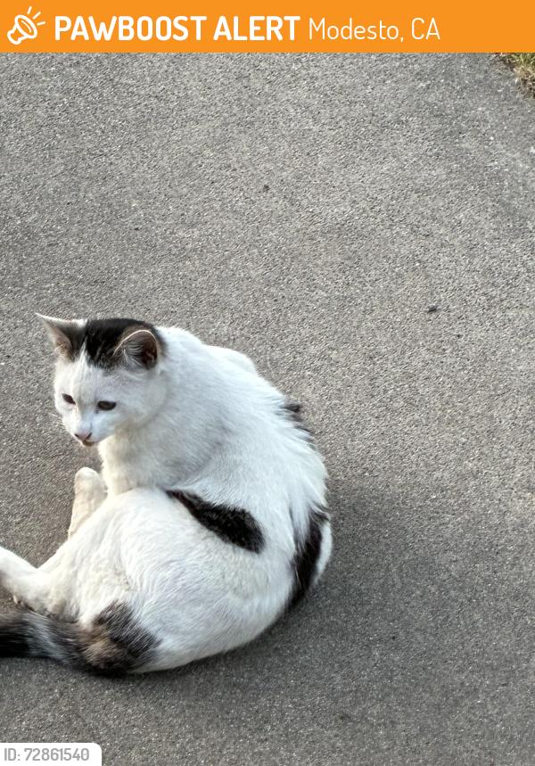 Found/Stray Male Cat last seen West Orangeburg and Prescott , Modesto, CA 95350