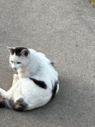 Found/Stray Male Cat last seen West Orangeburg and Prescott , Modesto, CA 95350