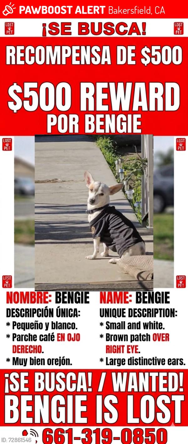 Lost Male Dog last seen Near covey ave and Robert’s ln , Bakersfield, CA 93308