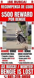 Lost Male Dog last seen Near covey ave and Robert’s ln , Bakersfield, CA 93308