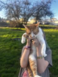 Lost Male Cat last seen 162nd and clatsop, Portland, OR 97236