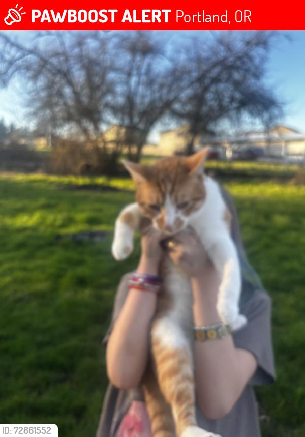 Lost Male Cat last seen 162nd and clatsop, Portland, OR 97236
