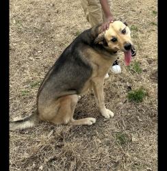 Lost Female Dog last seen Raleigh-millington rd, Millington, TN 38053