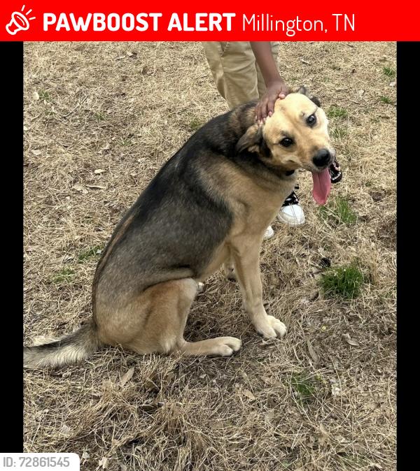 Lost Female Dog last seen Raleigh-millington rd, Millington, TN 38053