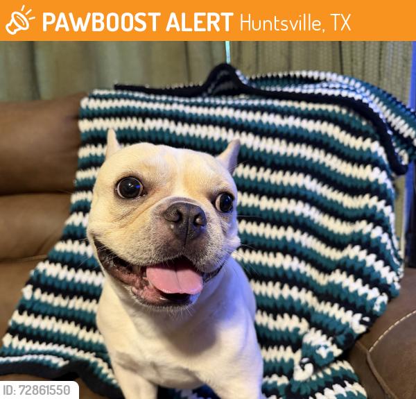 Found/Stray Male Dog last seen Unknown, Huntsville, TX 77340