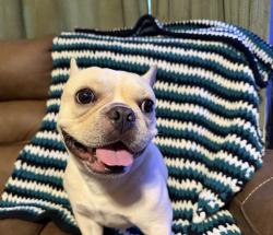 Found/Stray Male Dog last seen Unknown, Huntsville, TX 77340