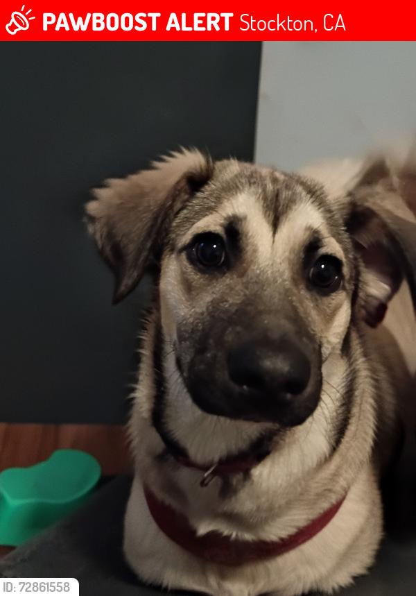 Lost Male Dog last seen Acacia, Stockton, CA 95203