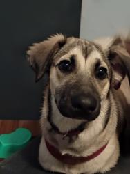Lost Male Dog last seen Acacia, Stockton, CA 95203