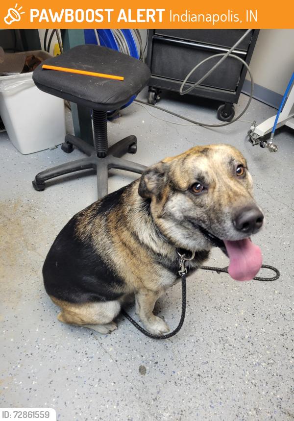 Found/Stray Male Dog last seen Near S Sheridan Ave, Indianapolis, IN 46219, Indianapolis, IN 46219