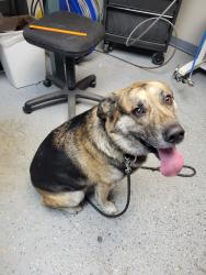 Found/Stray Male Dog last seen Near S Sheridan Ave, Indianapolis, IN 46219, Indianapolis, IN 46219