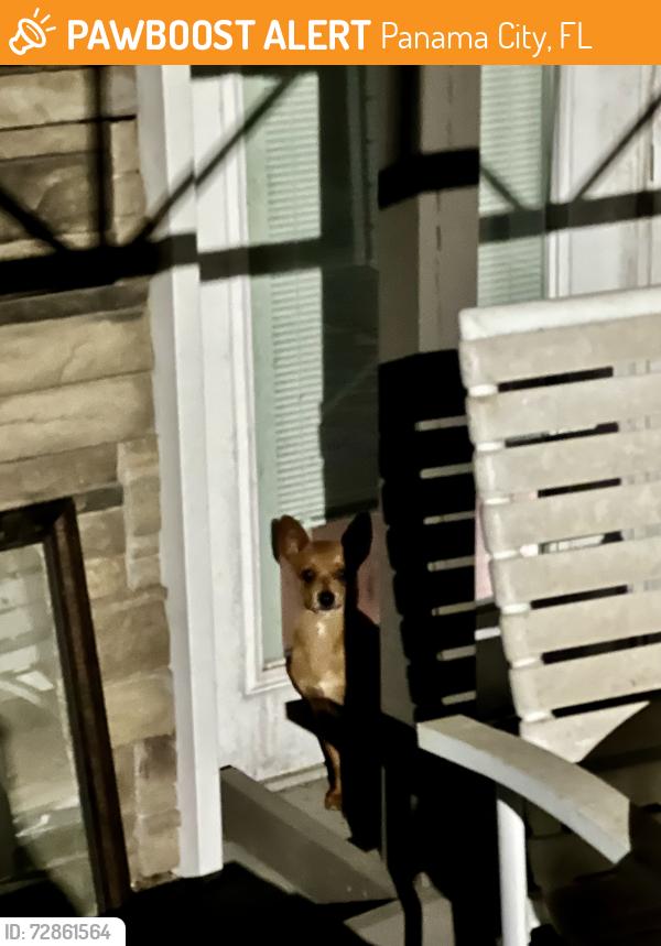 Found/Stray Male Dog last seen Star ave and John pitts, Panama City, FL 32404