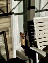 Found/Stray Male Dog last seen Star ave and John pitts, Panama City, FL 32404