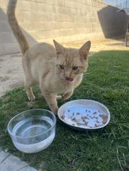 Found/Stray Male Cat last seen latham ct , Bakersfield, CA 93306