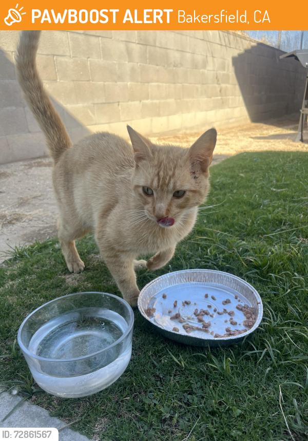 Found/Stray Male Cat last seen latham ct , Bakersfield, CA 93306