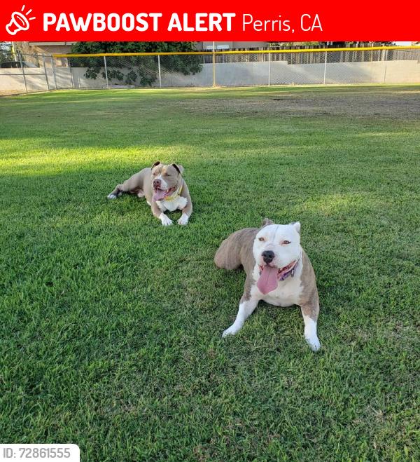 Lost Female Dog last seen Citrus ave and Wilson , Perris, CA 92570