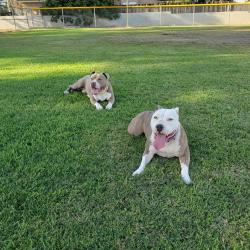 Lost Female Dog last seen Citrus ave and Wilson , Perris, CA 92570