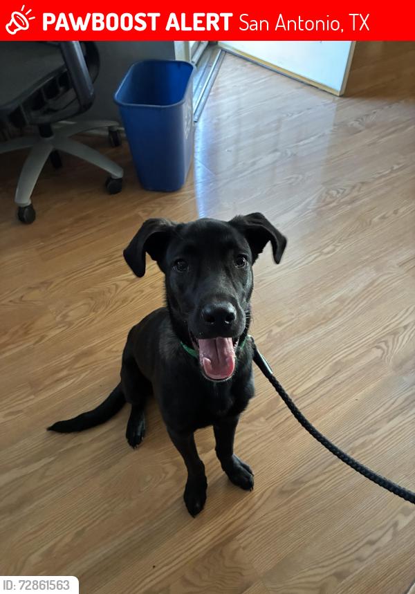 Lost Male Dog last seen Near access road , San Antonio, TX 78227