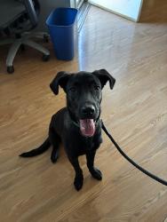 Lost Male Dog last seen Near access road , San Antonio, TX 78227