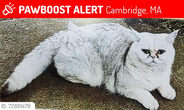 Lost Male Cat last seen Stearns and Sherman Cambridge ma usa, Cambridge, MA 02138