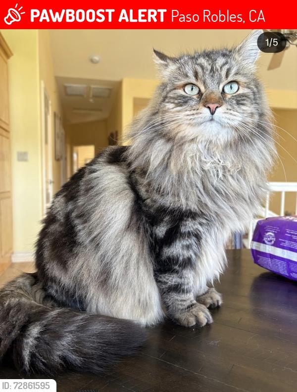 Lost Male Cat last seen Gateway Dr & Mallard Court, Paso Robles, CA 93446