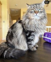 Lost Male Cat last seen Gateway Dr & Mallard Court, Paso Robles, CA 93446
