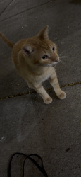 Found/Stray Unknown Cat last seen Near NE 36th street, Miami, FL 33137