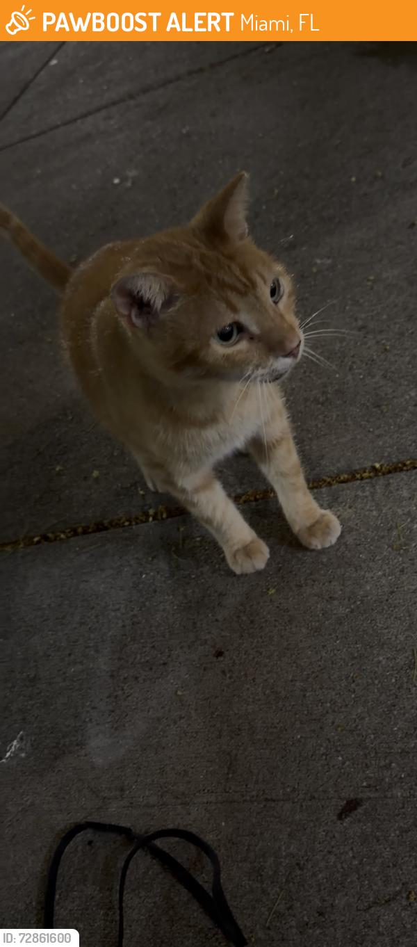 Found/Stray Unknown Cat last seen Near NE 36th street, Miami, FL 33137