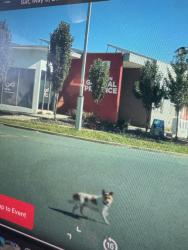 Found/Stray Unknown Dog last seen Clare Burton Cres, Franklin ACT 2913, Franklin, ACT 2913