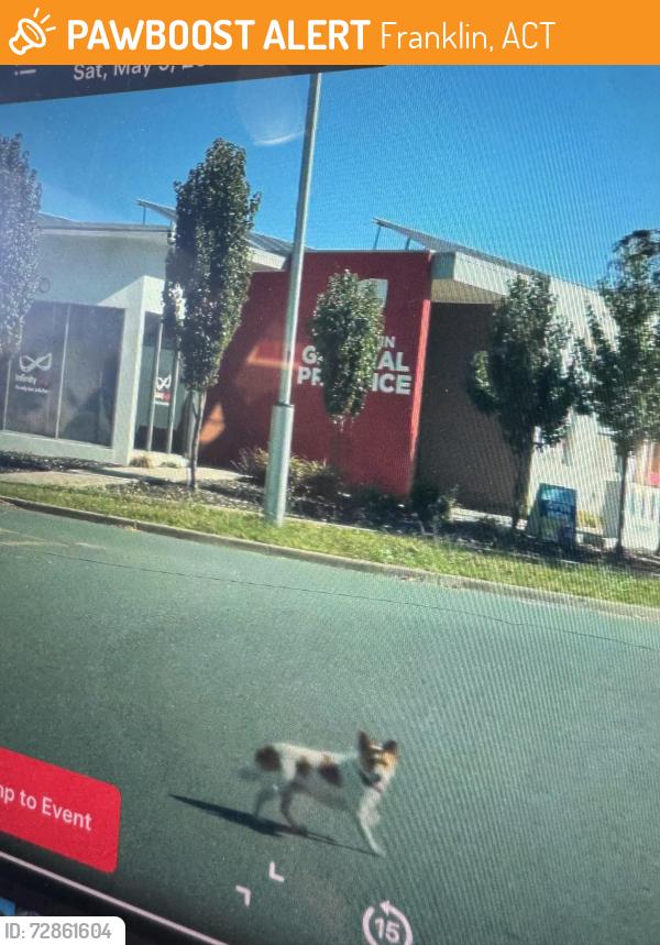 Found/Stray Unknown Dog last seen Clare Burton Cres, Franklin ACT 2913, Franklin, ACT 2913