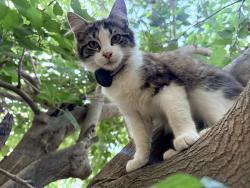 Lost Female Cat last seen Lakeview nuevo, Lakeview, CA 92567
